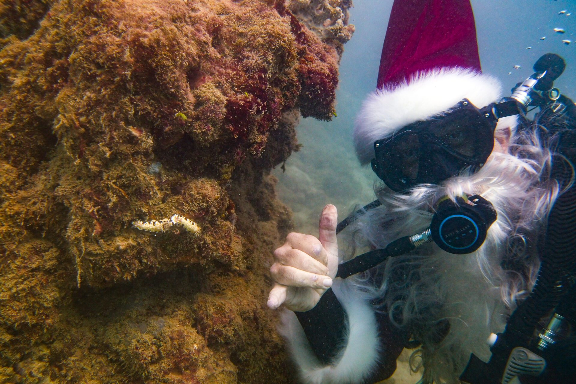 Santa with nudibranch