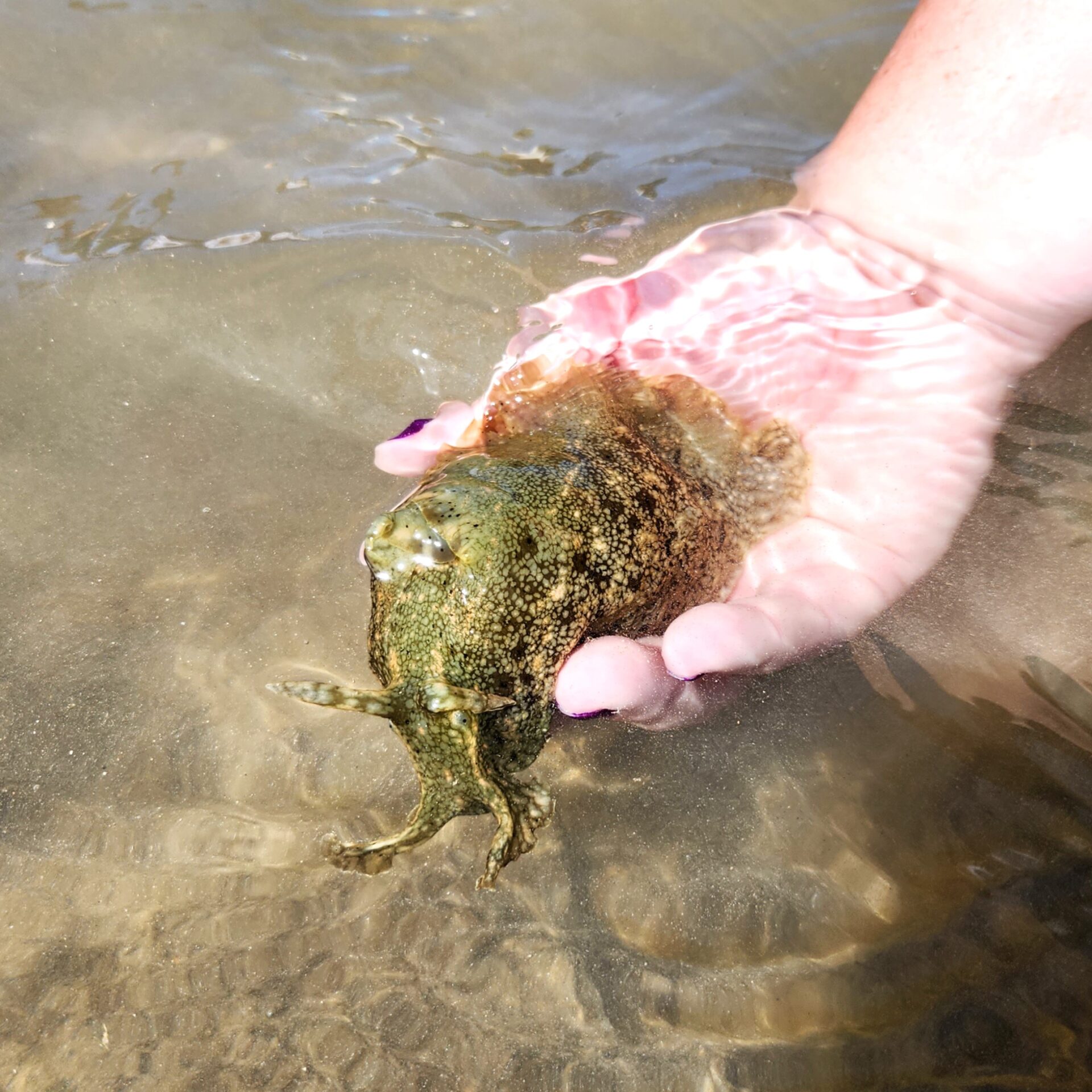 Sea hare found during Nudi Wear's removal of invasive algae in Hawaii