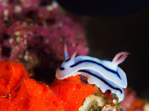 A blue and black-striped nudibranch crawls over a sponge. Fun fact: this is a dorid nudibranch