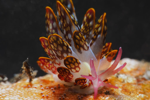 Fun fact: this is an aeolid nudibranch. It has orange-spotted cerata on its back that help with breathing and digestion.