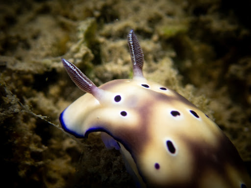 Cream-colored nudibranch with purple spots. Fun fact: the rhinophores, visible here, help the nudibranch smell