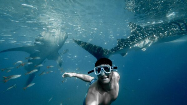 Two whale sharks are filter feeding in a hazy ocean and a snorkeler is taking a selfie with them. One fact about whale sharks is they’re safe to swim with, but you should watch out for their tails. The snorkeler is facing away from the sharks.