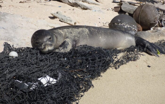 A seal lays on abandoned ghost fishing gear. The seal is young and darker than the surrounding sand.