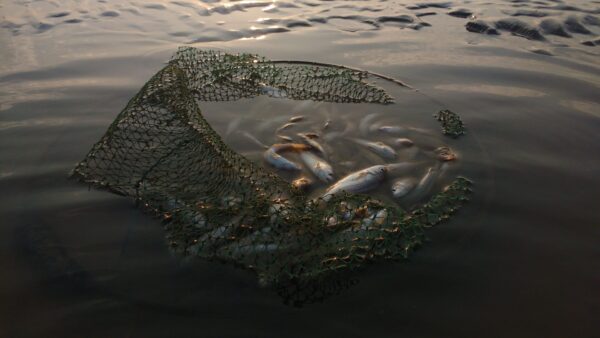 A net has been laid in a shallow pool of water at sunset. Within the net are dead fish, likely just caught using the net. There’s around fifty fish. Nets like this, if abandoned, can continue to catch fish even if no one is present. This is called ghost fishing.