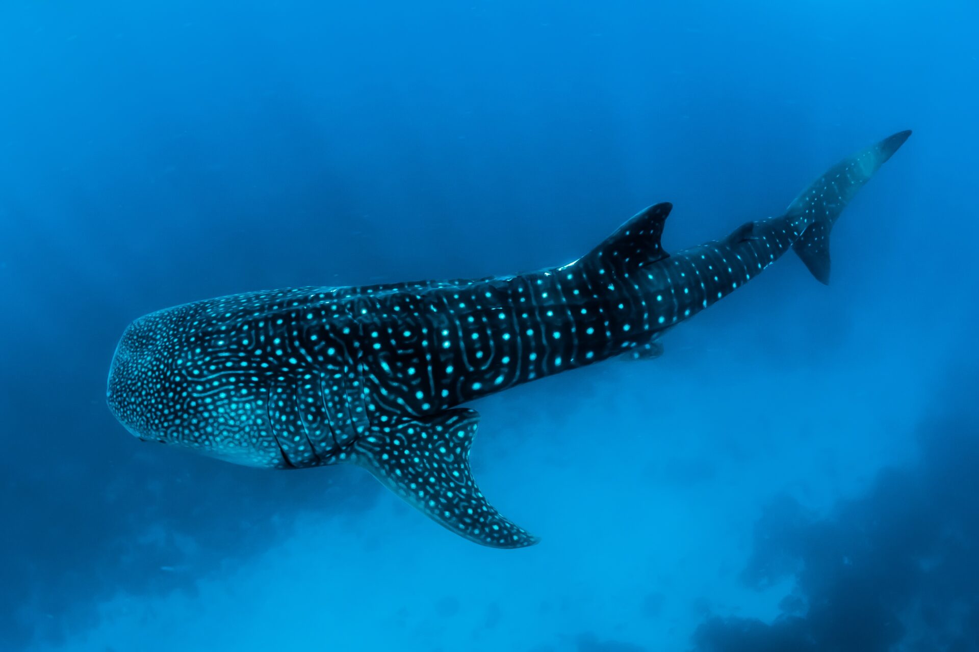 We have a top-down view of a whale shark. Its whole body fits in the image. One fact about whale sharks is that their coloration of white dots and lines (which we can see clearly against their dark skin in this photo) is leftover from their ancestors.