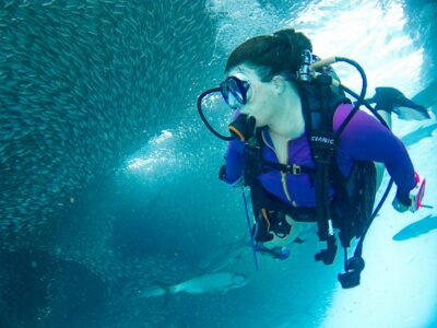 A female scuba diver swims past a large bait ball of schooling fish, toward the camera. There are a few tarpon in the background. She is wearing a bright purple wetsuit and is looking away from the camera.