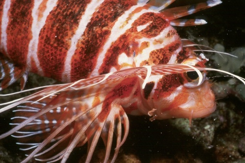  A Hawaiian red lionfish takes up the entire image. You can see three-quarters of its body. It has a vertical, red-and-white stripe pattern ringing its body. Its yellow eye is partially covered by its long, finger-like spines on its pectoral fin.