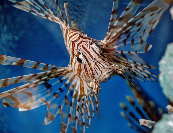 Shown is an invasive red lionfish like those found in Florida and the Caribbean. The fish is facing the camera with its pectoral fins spread out to either side. It has red and white vertical stripes ringing its body. Its fins are wing-like, somewhat translucent, and have reddish-brown spots. The background is blue and you can see some reef structures in the back.
