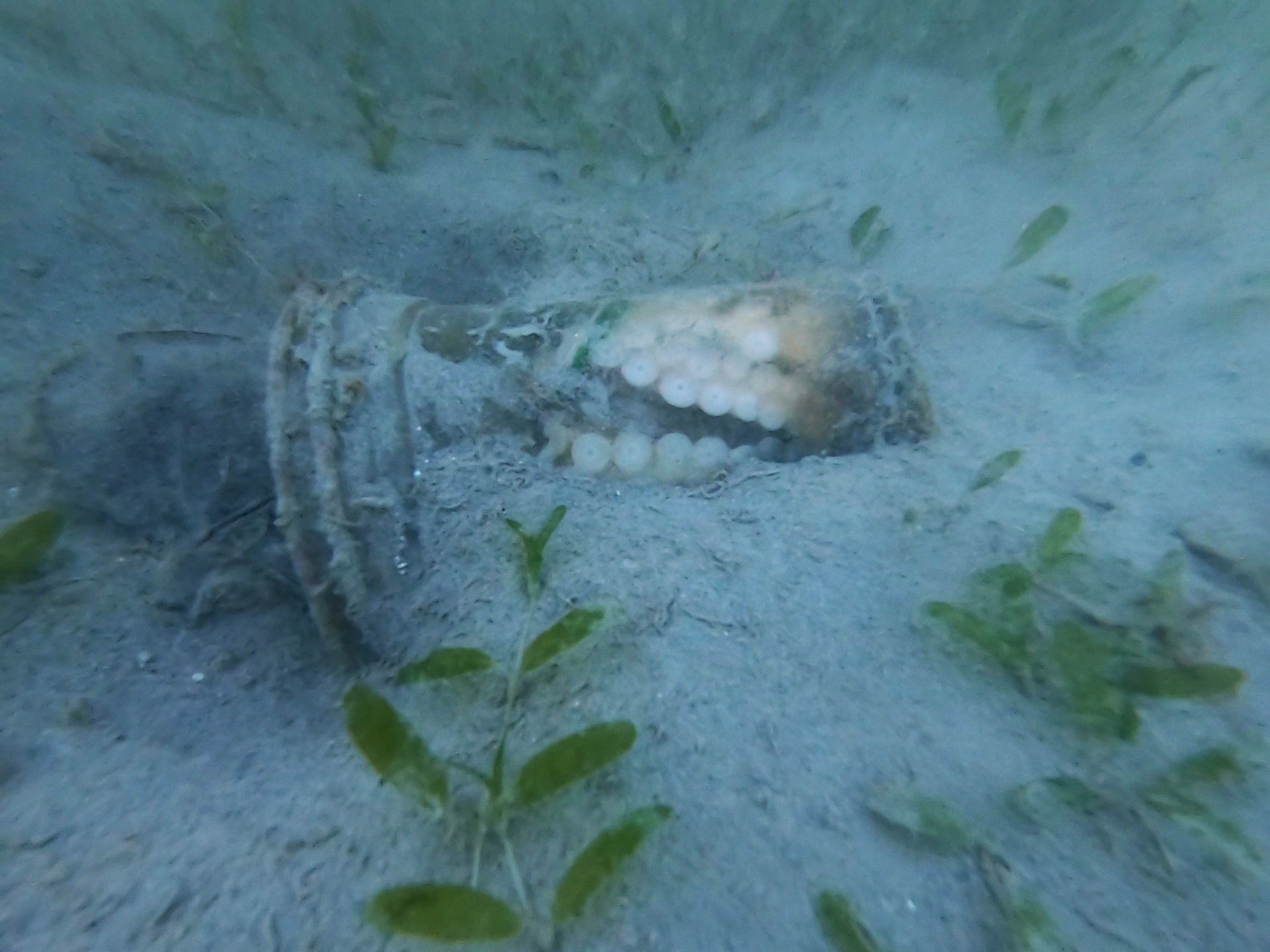 An octopus inside of a clear plastic cup on the ocean floor that was seen while diving at Point Panic