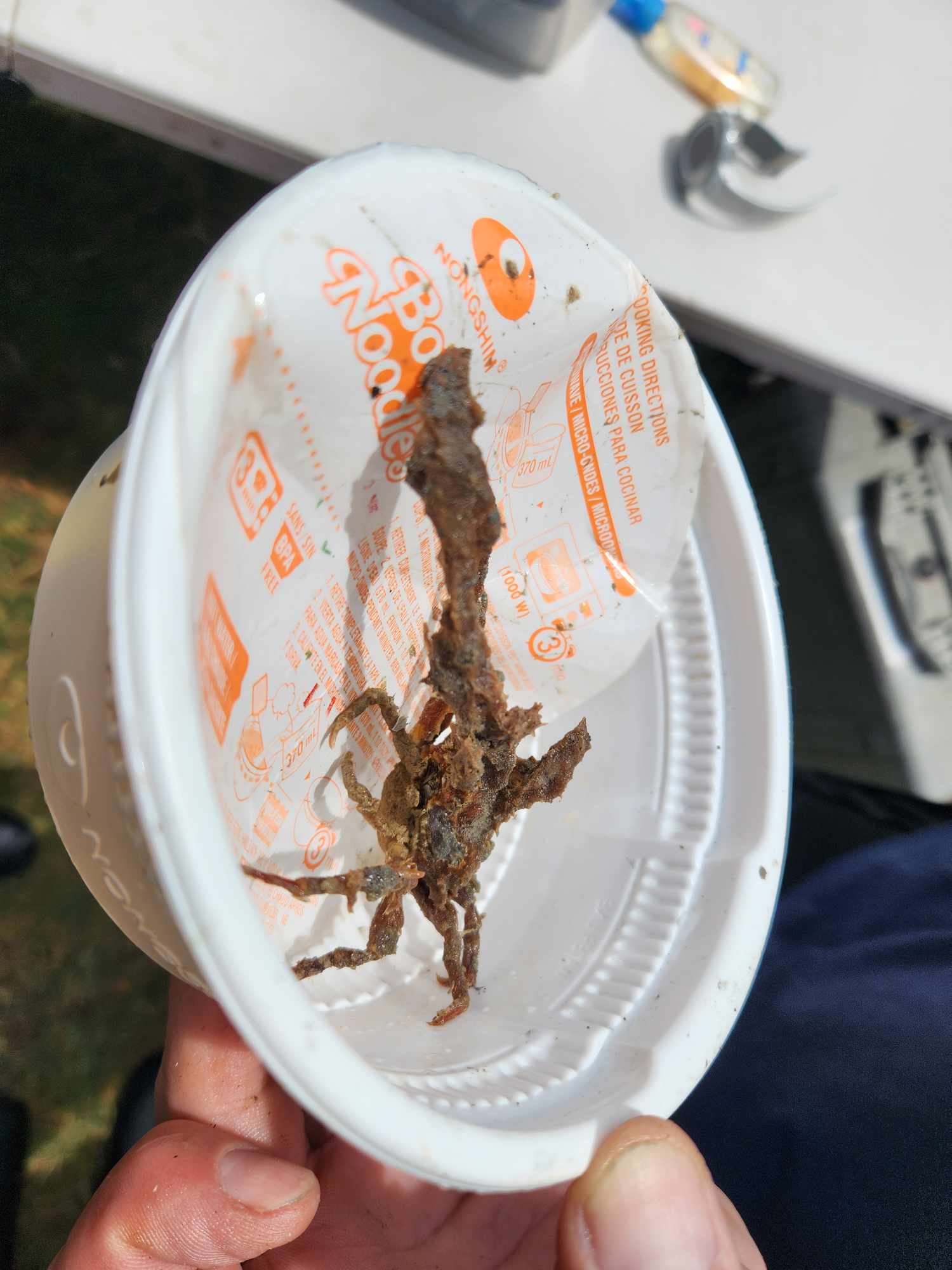 This crab is among the marine animals found amongst the trash removed from the ocean during the event