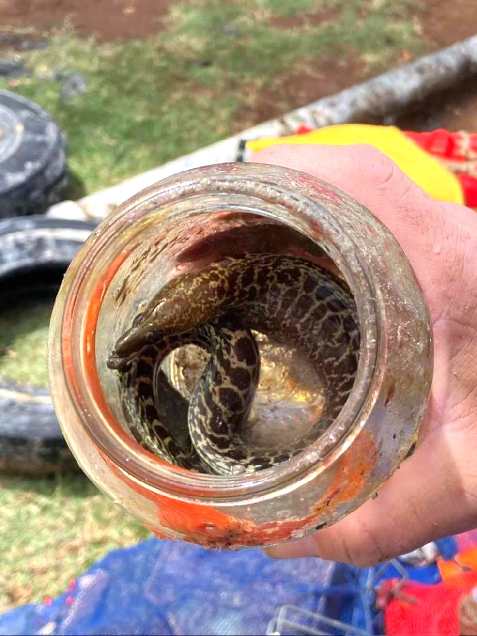 An eel found inside of a jar removed during the Dive Against Debris at Nudi Wear's Adopt The Blue site