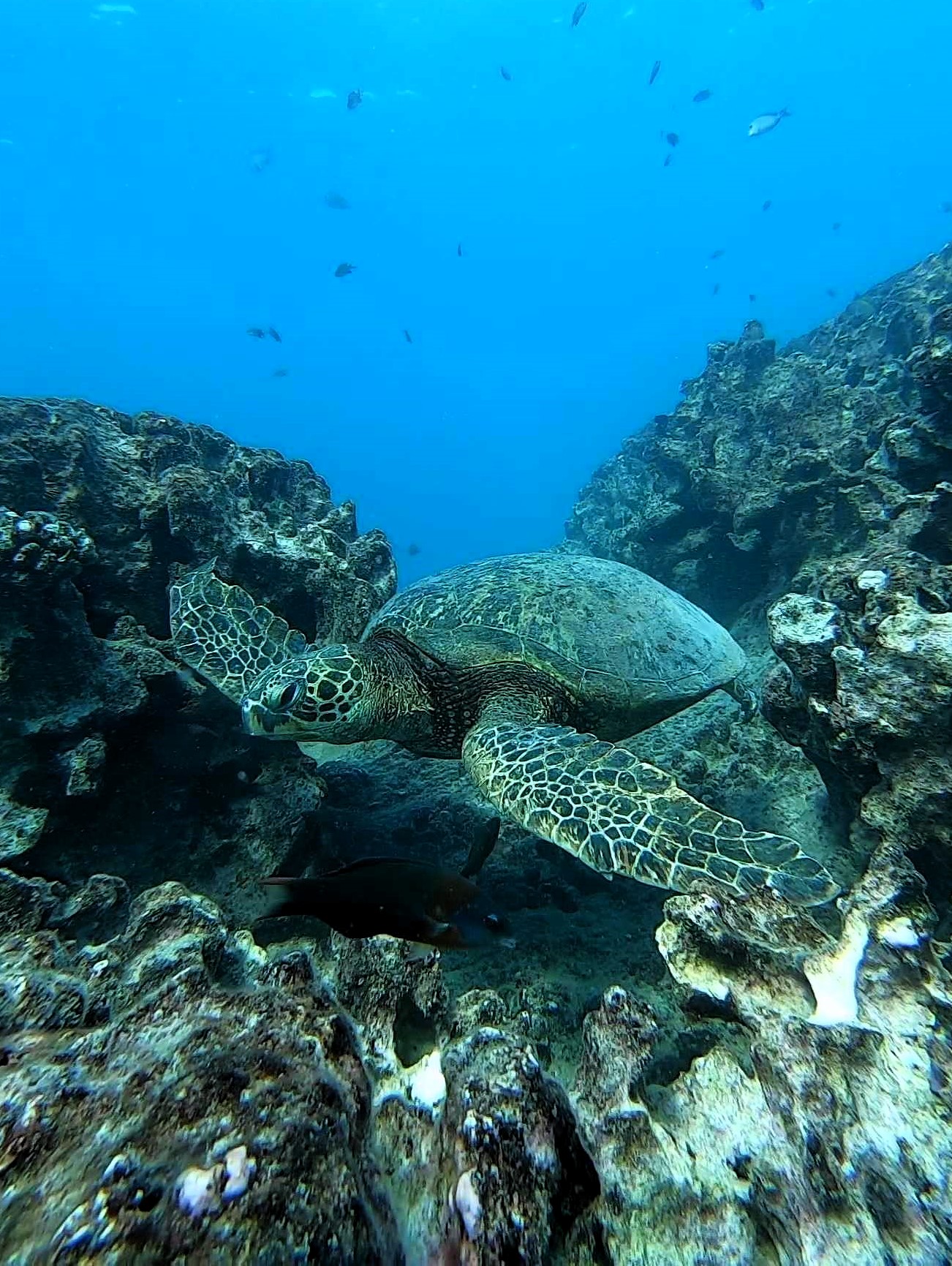 Turtle cleaning station seen while diving at Makaha Beach Park