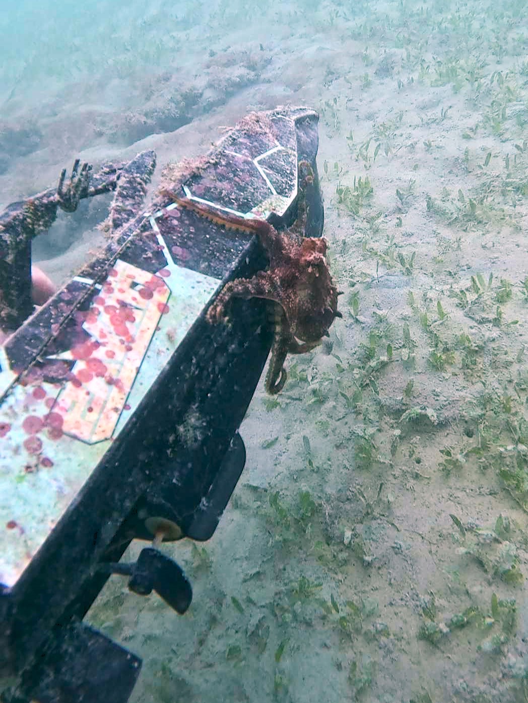 An octopus holding on to a toy boat found during the Nudi Wear cleanup dive