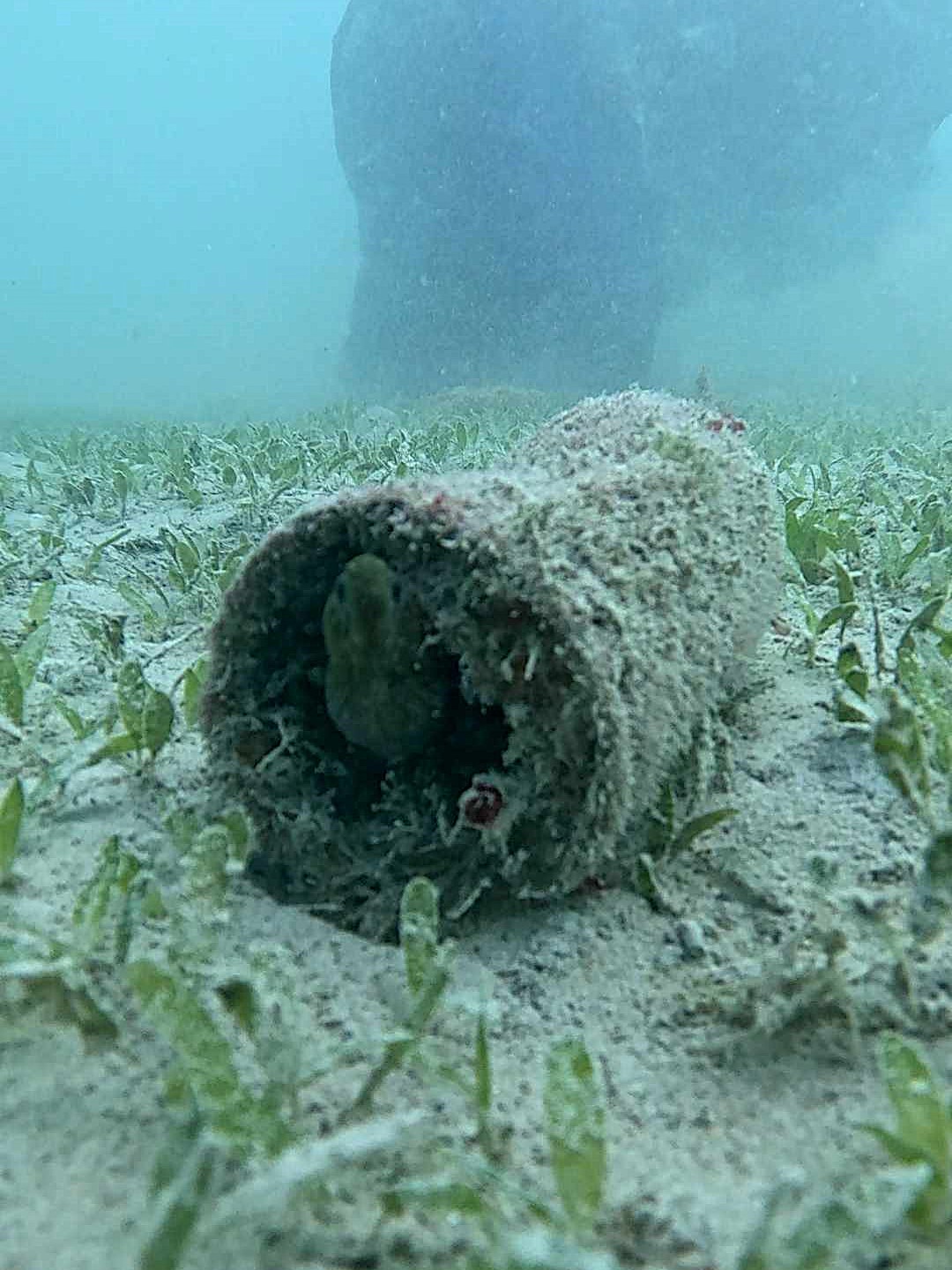 An eel inside of an aluminum can spotted at the Nudi Wear Cleanup